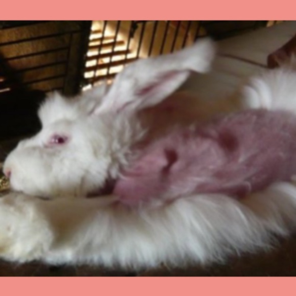 PLZ BUY PRE-OWNED FUR PRODUCTS
‼️NOT FOR SALE‼️ - Picture 5 of 13
